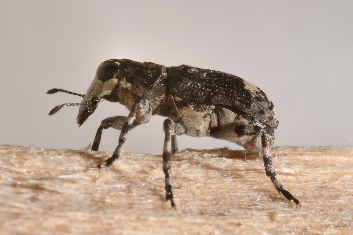 Anthribidae: Tropideres albirostris?  Sì !